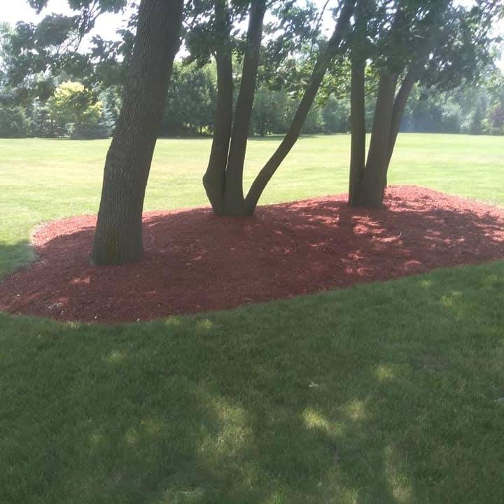 Un óvalo prolijo de mantillo rojo colocado alrededor de un árbol multitronco en un césped abierto y bien cuidado