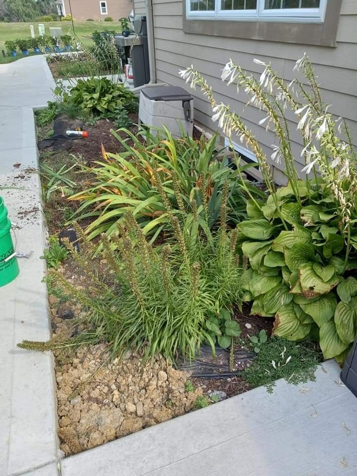 Un macizo angosto junto a la casa plantado con hostas en flor, lirios de día y liatris, a media limpieza de temporada