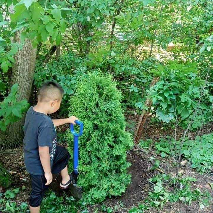Un niño ayudando a plantar una tuya joven con una pala en un jardín trasero sombreado. ALT Landscaping es un negocio familiar